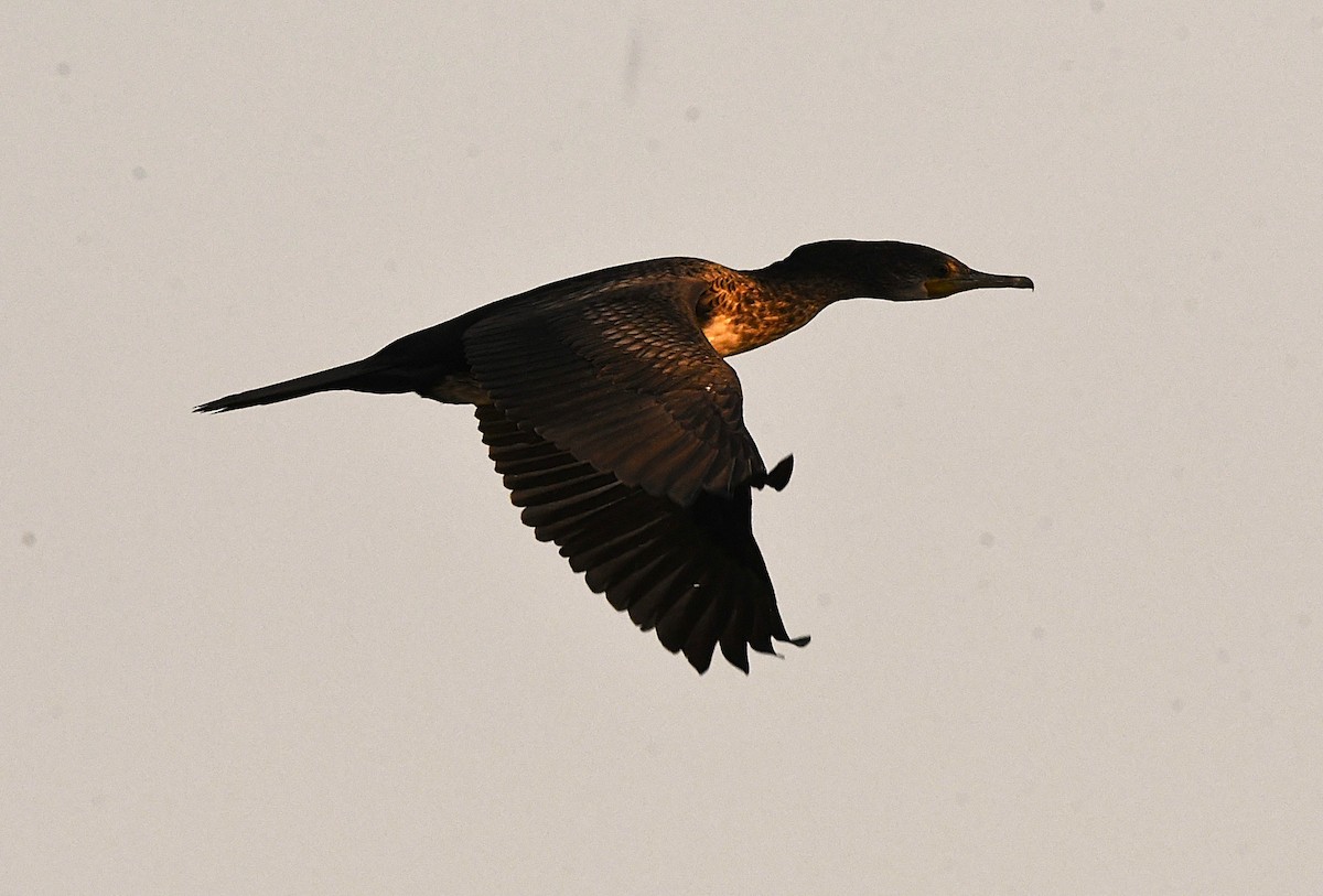 Indian Cormorant - ML631353003