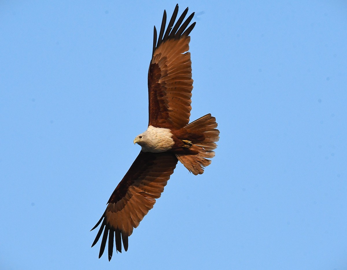 Brahminy Kite - ML631353034