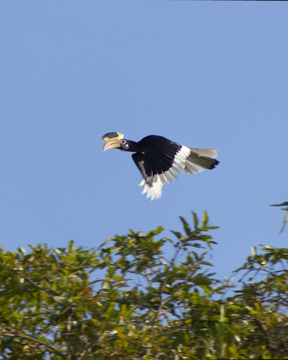 Malabar Pied-Hornbill - ML631353059