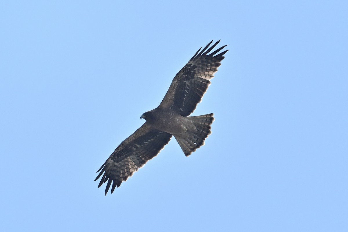 Booted Eagle - ML631353135