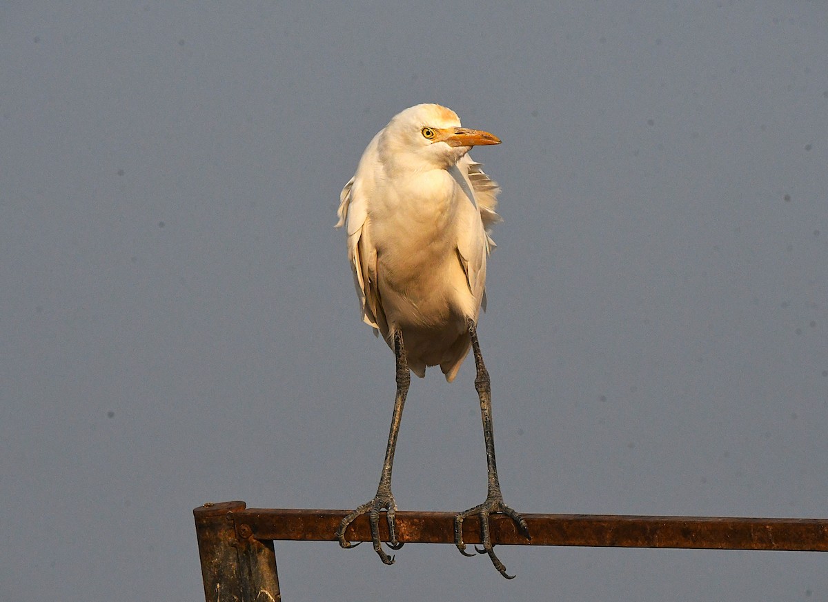 Indian Pond-Heron - ML631353137