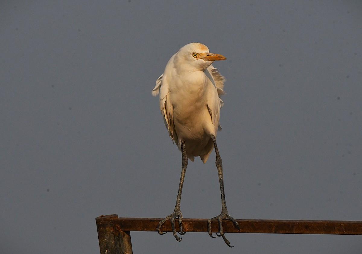 Indian Pond-Heron - ML631353146