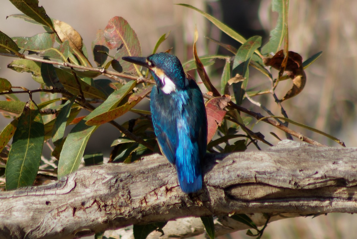 Common Kingfisher - ML631353172