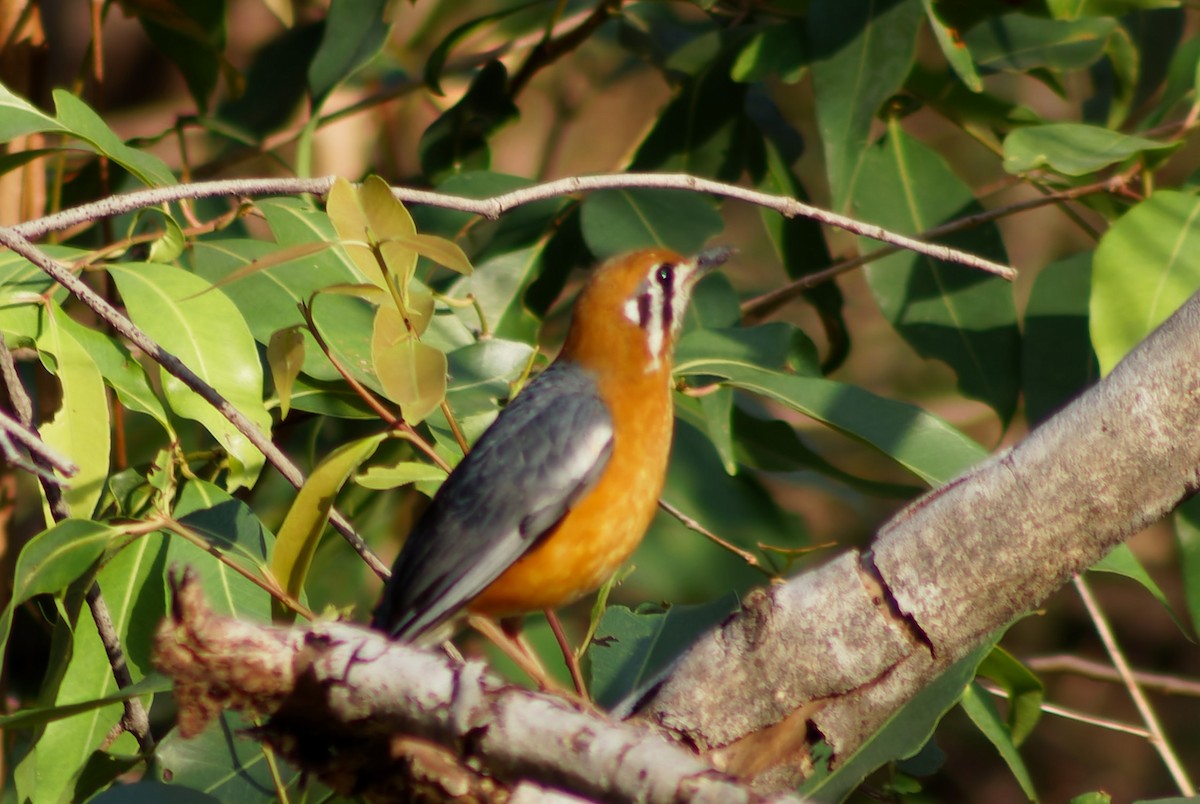 Orange-headed Thrush - ML631353313