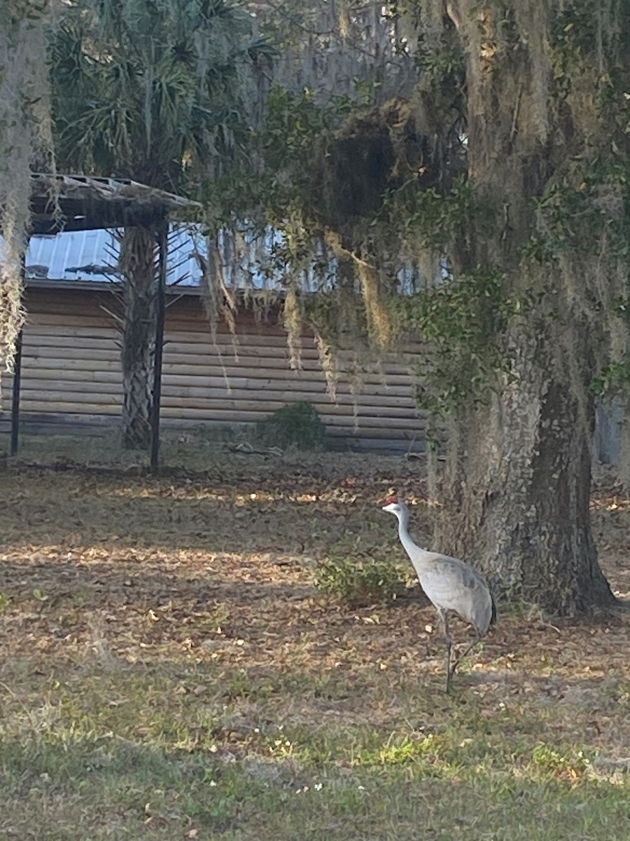 Sandhill Crane - ML631353426