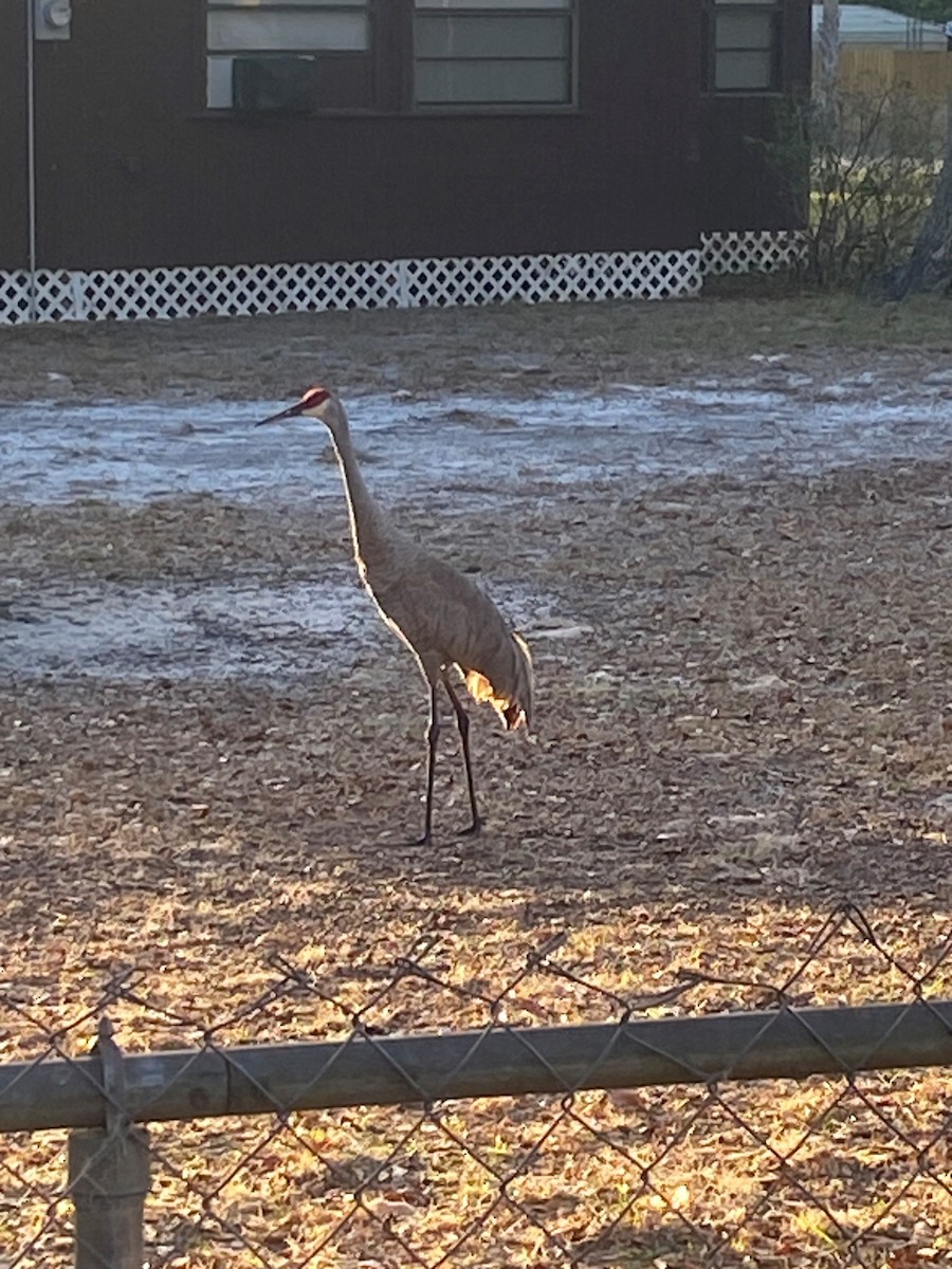 Sandhill Crane - ML631353430