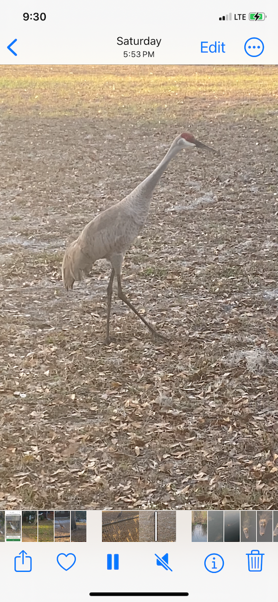 Sandhill Crane - ML631353498
