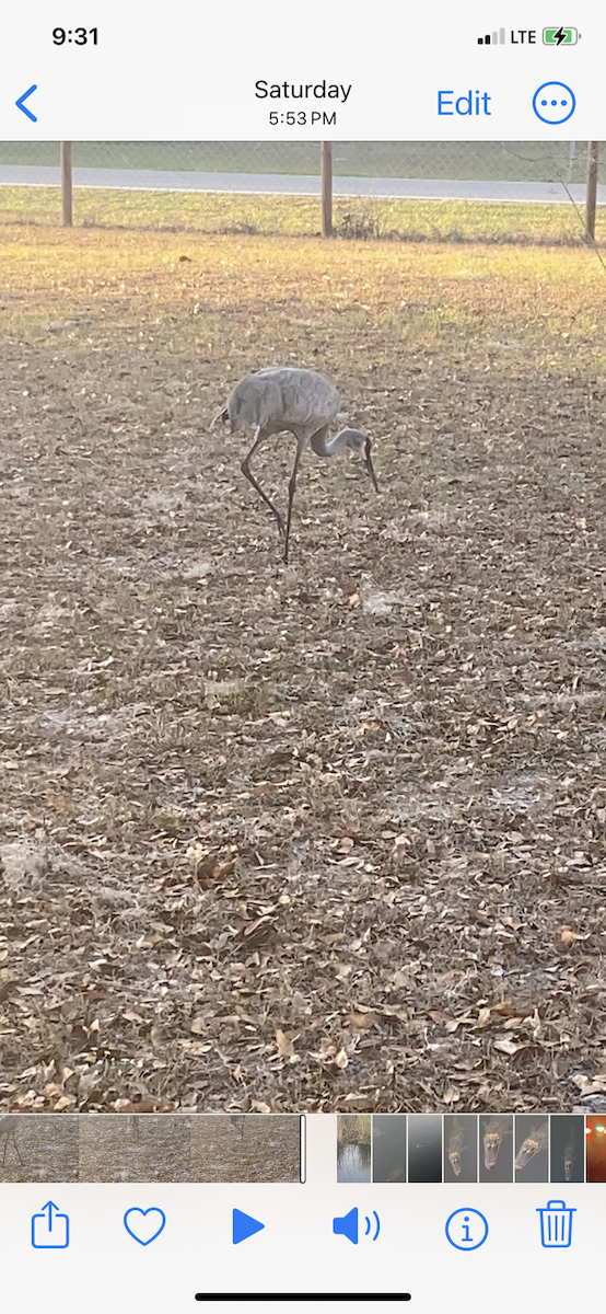 Sandhill Crane - ML631353499