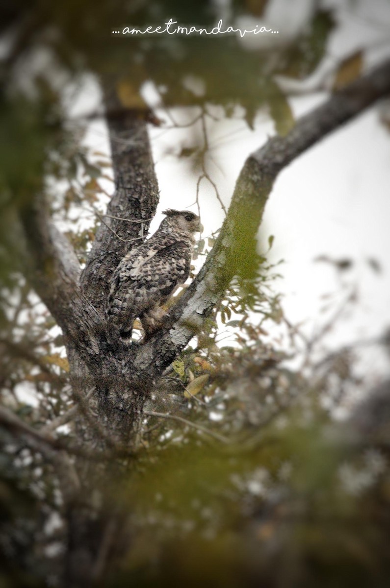 Spot-bellied Eagle-Owl - ML631353764