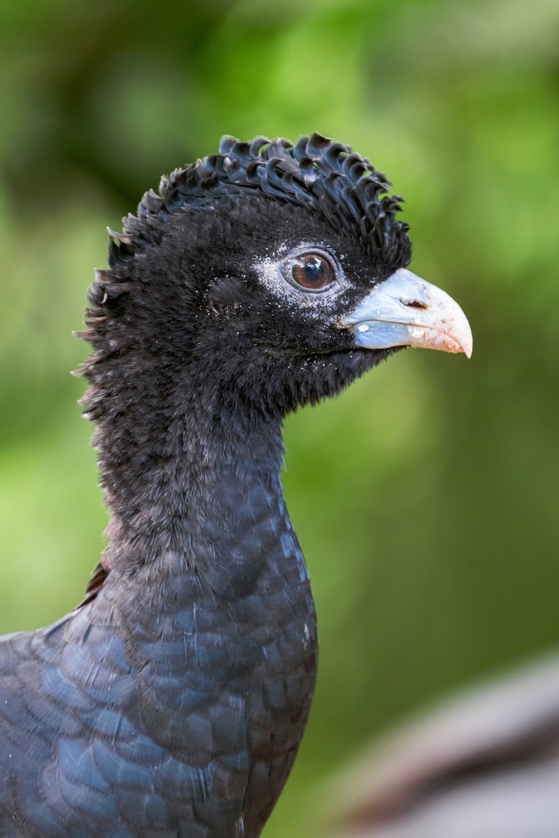 Blue-billed Curassow - ML631353896
