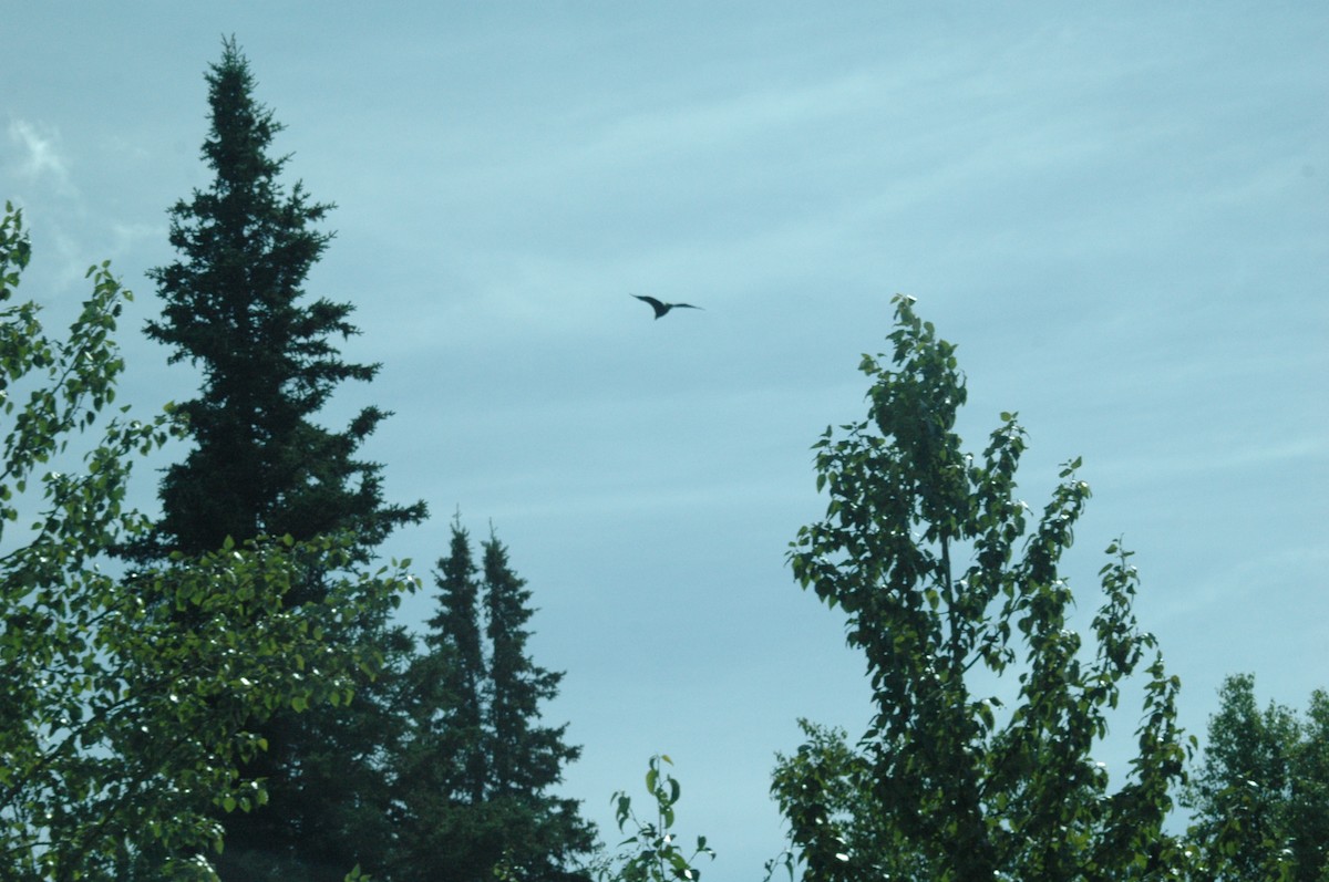 Common Raven - ML631353933