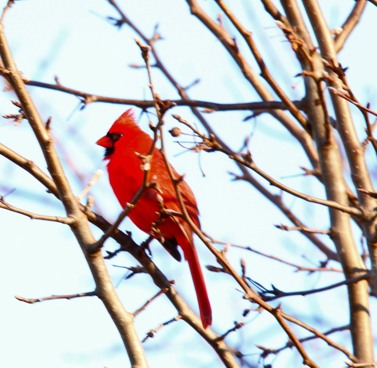 Cardinal rouge - ML631353956