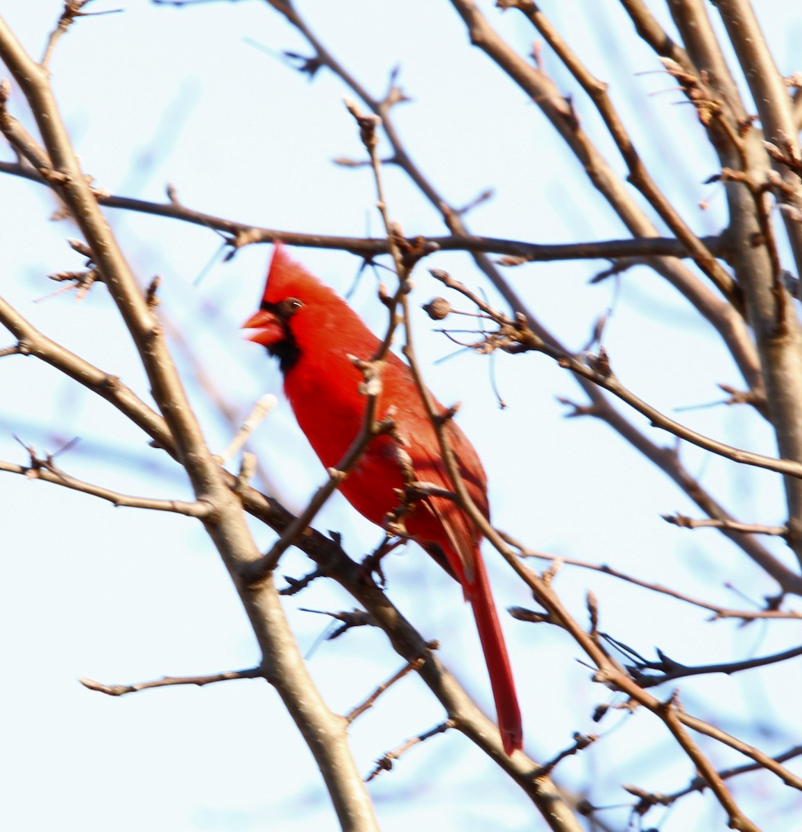 Cardinal rouge - ML631353961