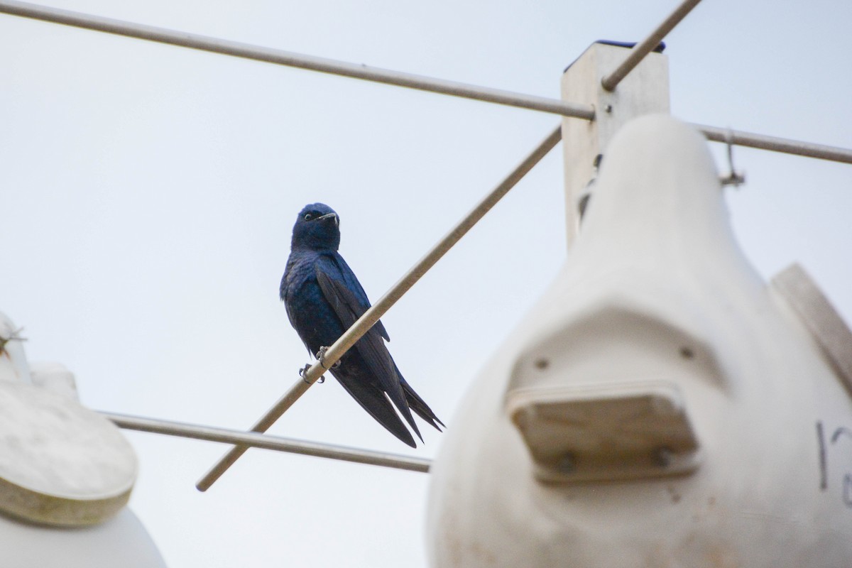 Purple Martin - ML631353976