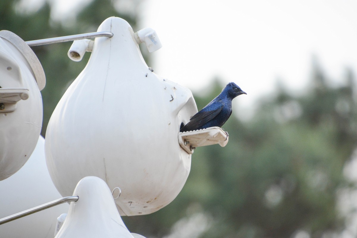 Purple Martin - ML631353977