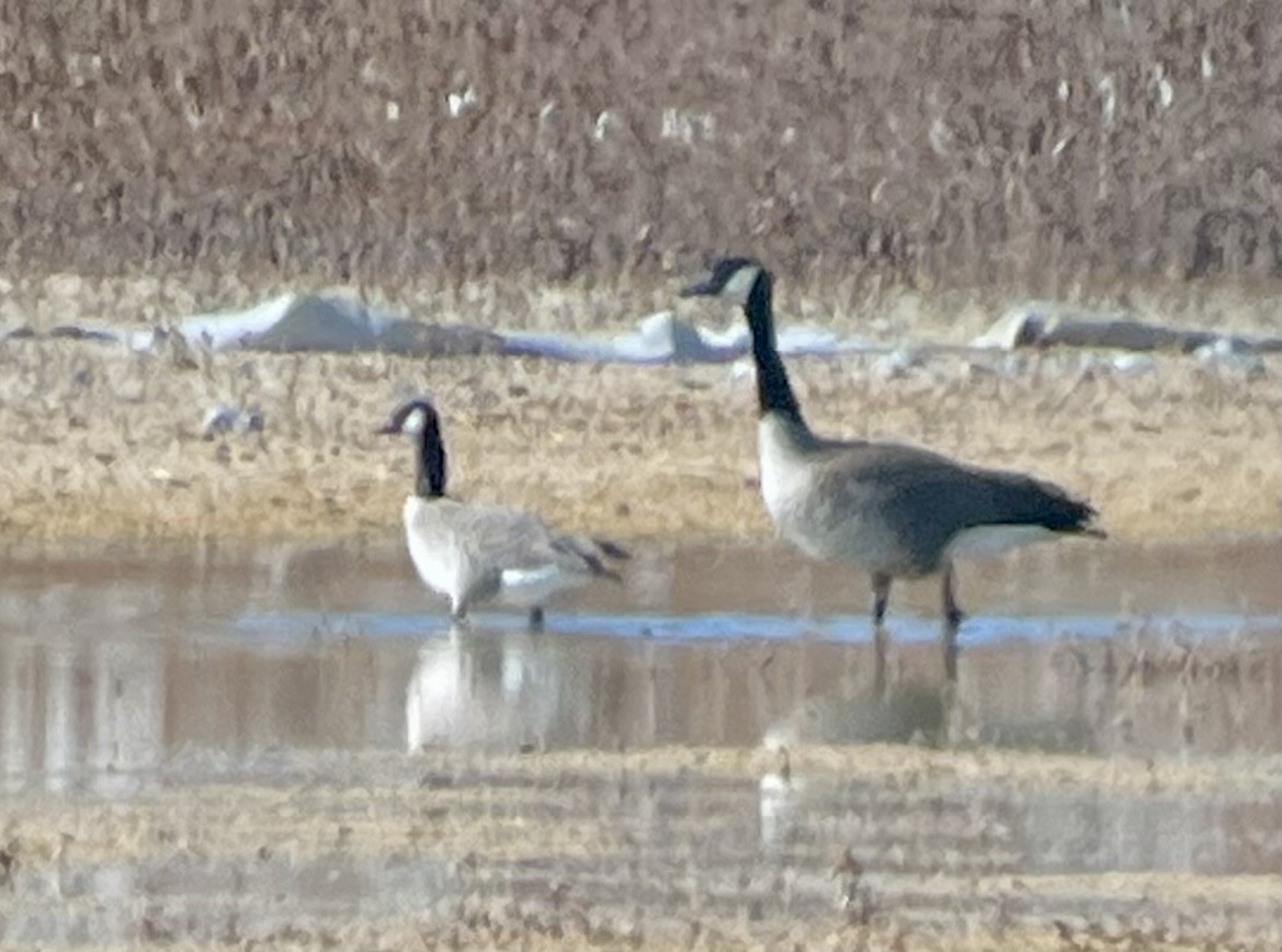 Cackling Goose - ML631354072