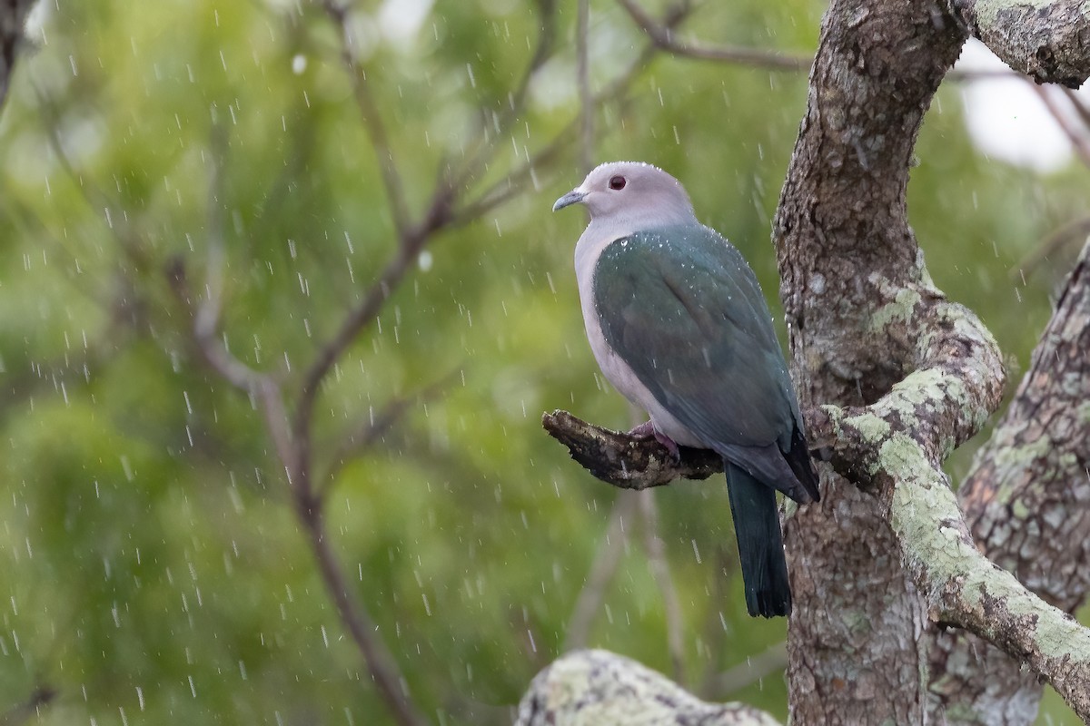 Green Imperial-Pigeon (Green) - ML631354163
