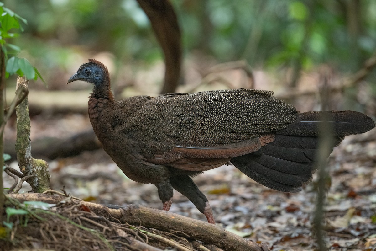 Great Argus - ML631354179