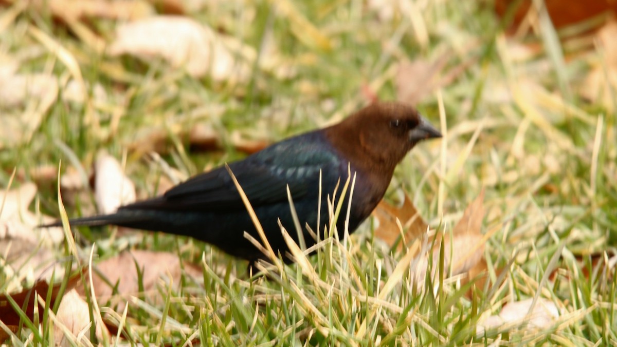 Vacher à tête brune - ML631354202