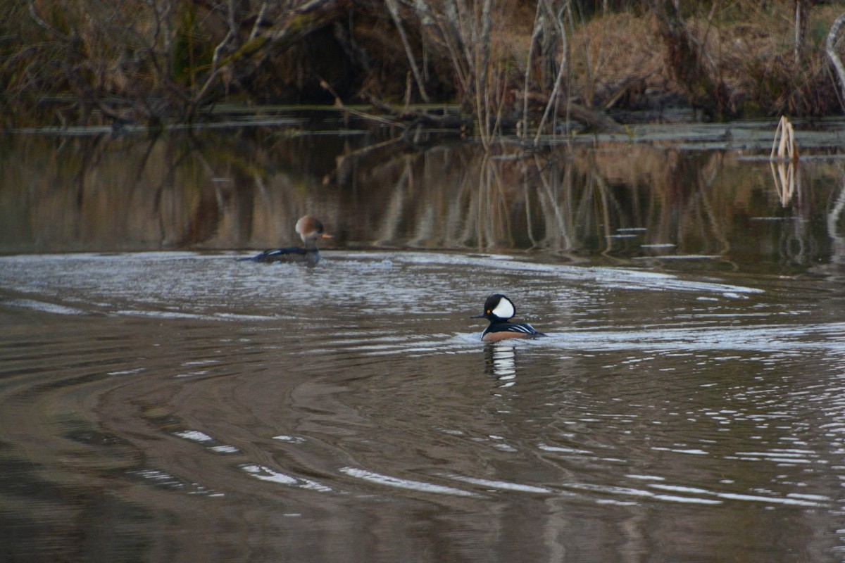 Hooded Merganser - ML631354370