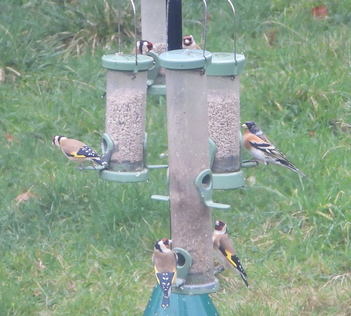 Brambling - ML631354584