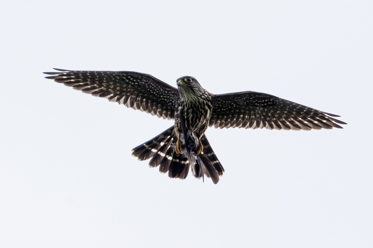 Merlin - ML631354741