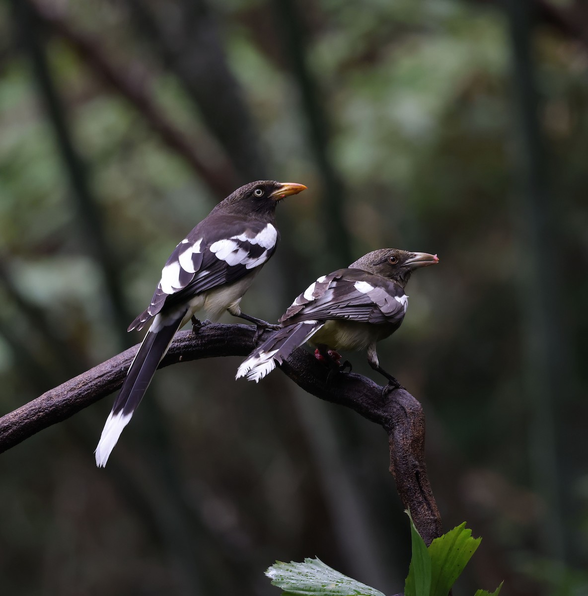 White-winged Magpie (Black-tailed) - ML631354845