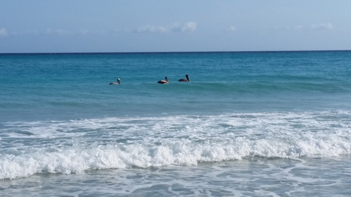 Brown Pelican - ML631354848