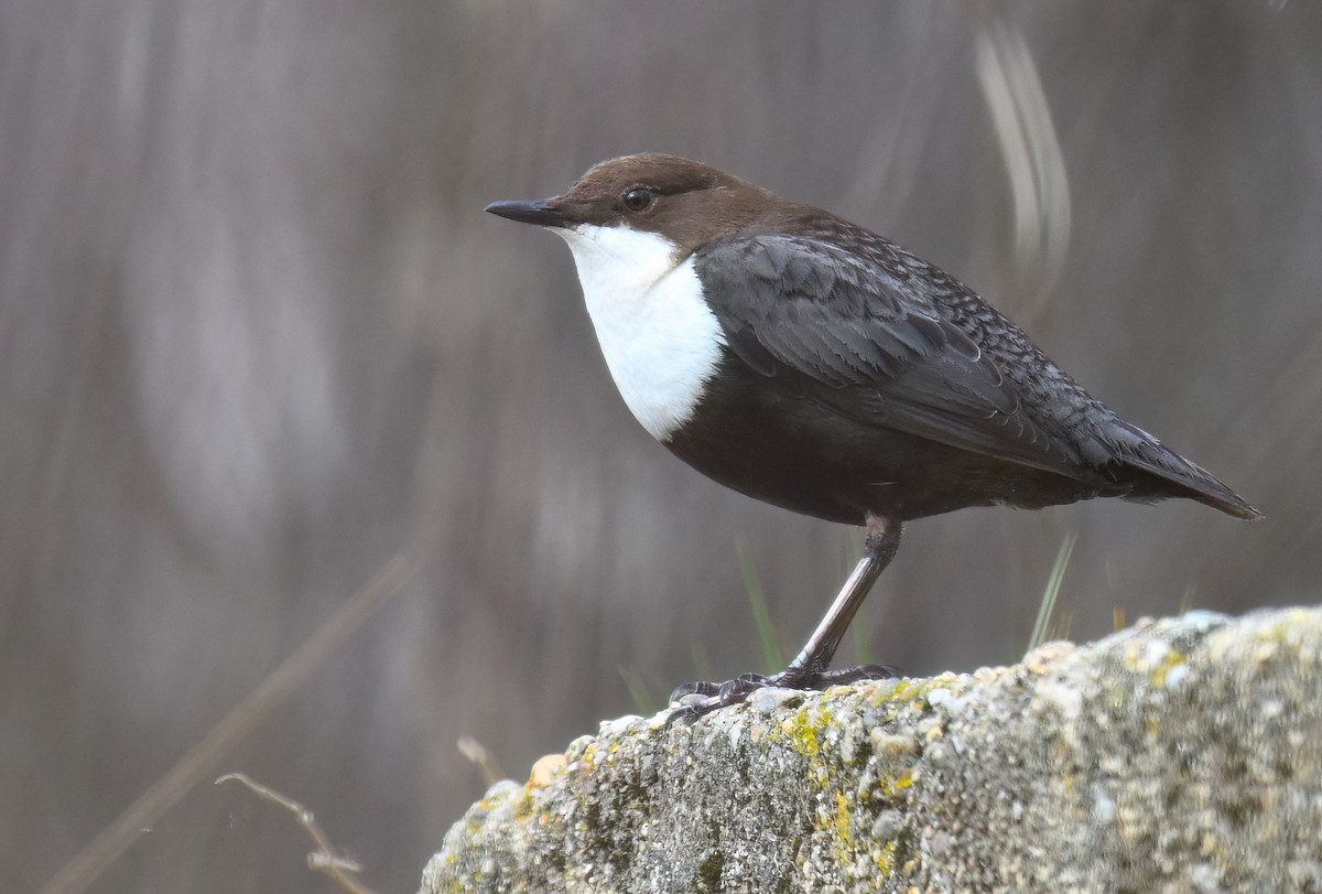 White-throated Dipper - ML631354925