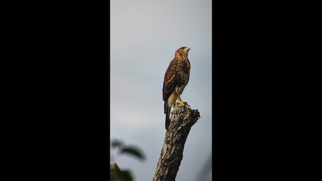 Harris's Hawk - ML631354956