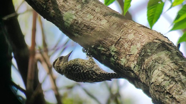 Checkered Woodpecker - ML631354980