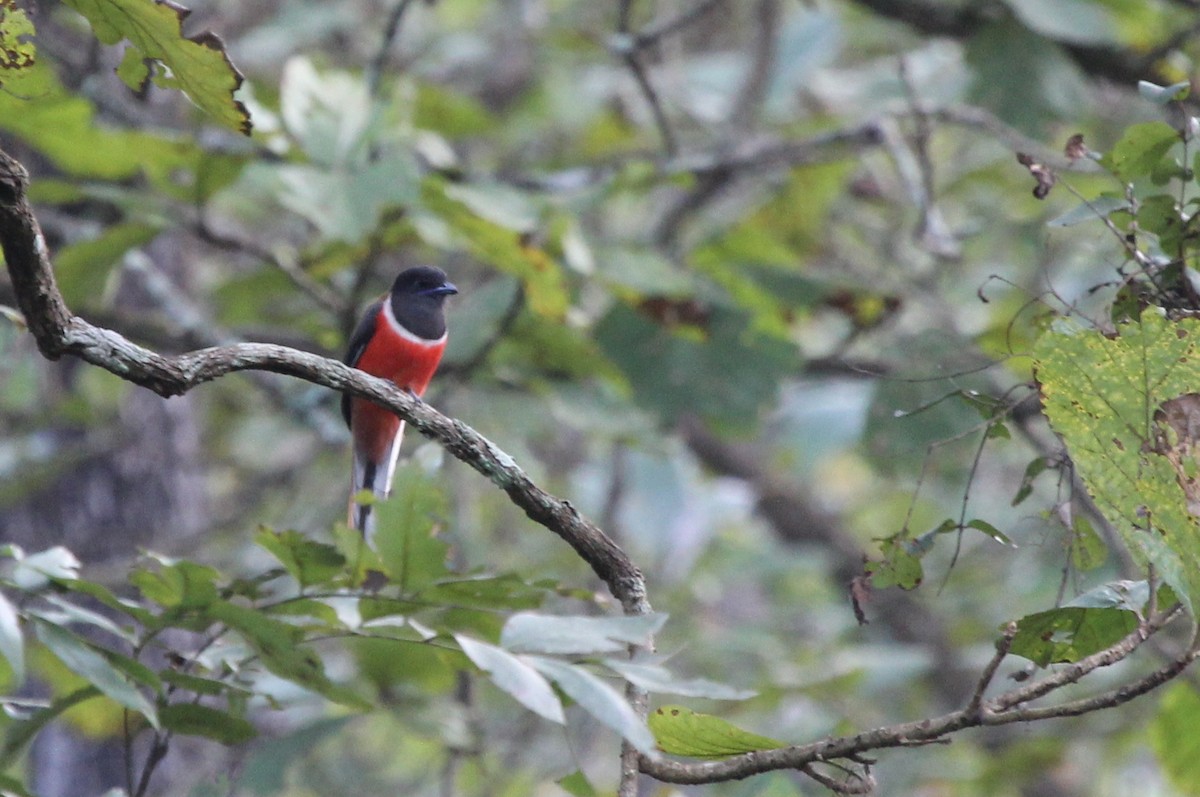 Malabar Trogon - ML631355115