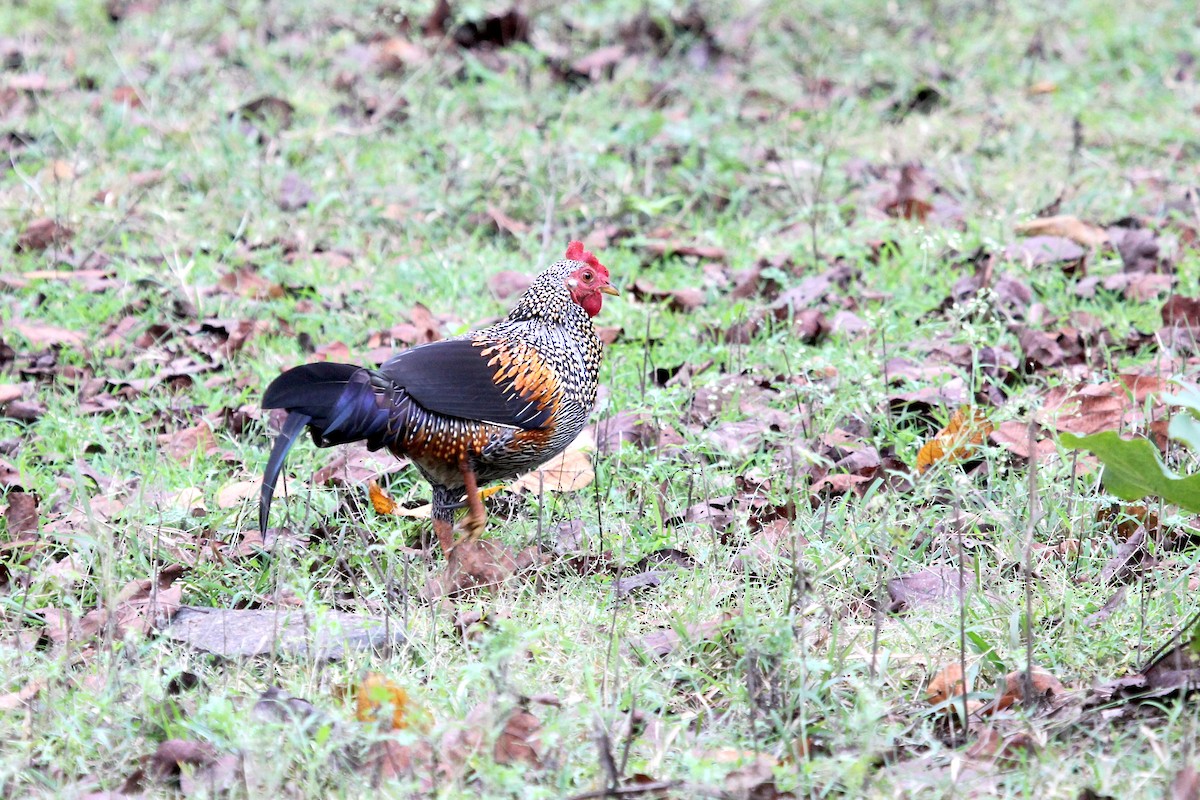 Gray Junglefowl - ML631355120