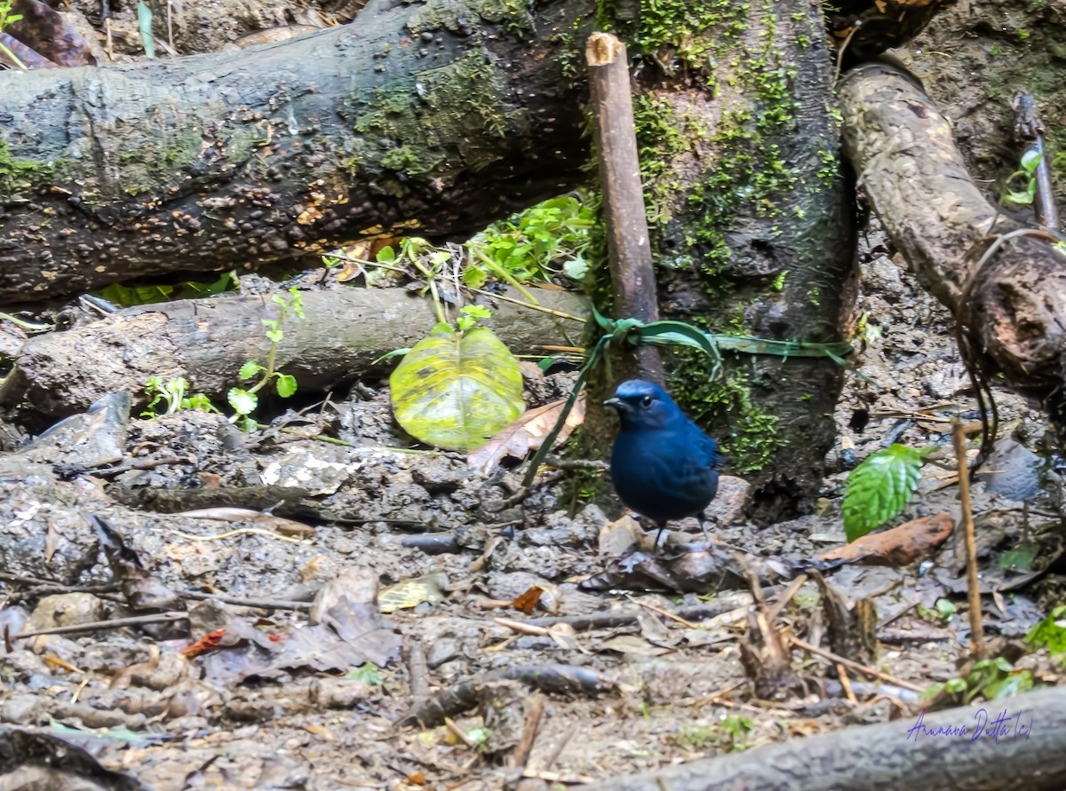 Blue-fronted Robin - ML631355192