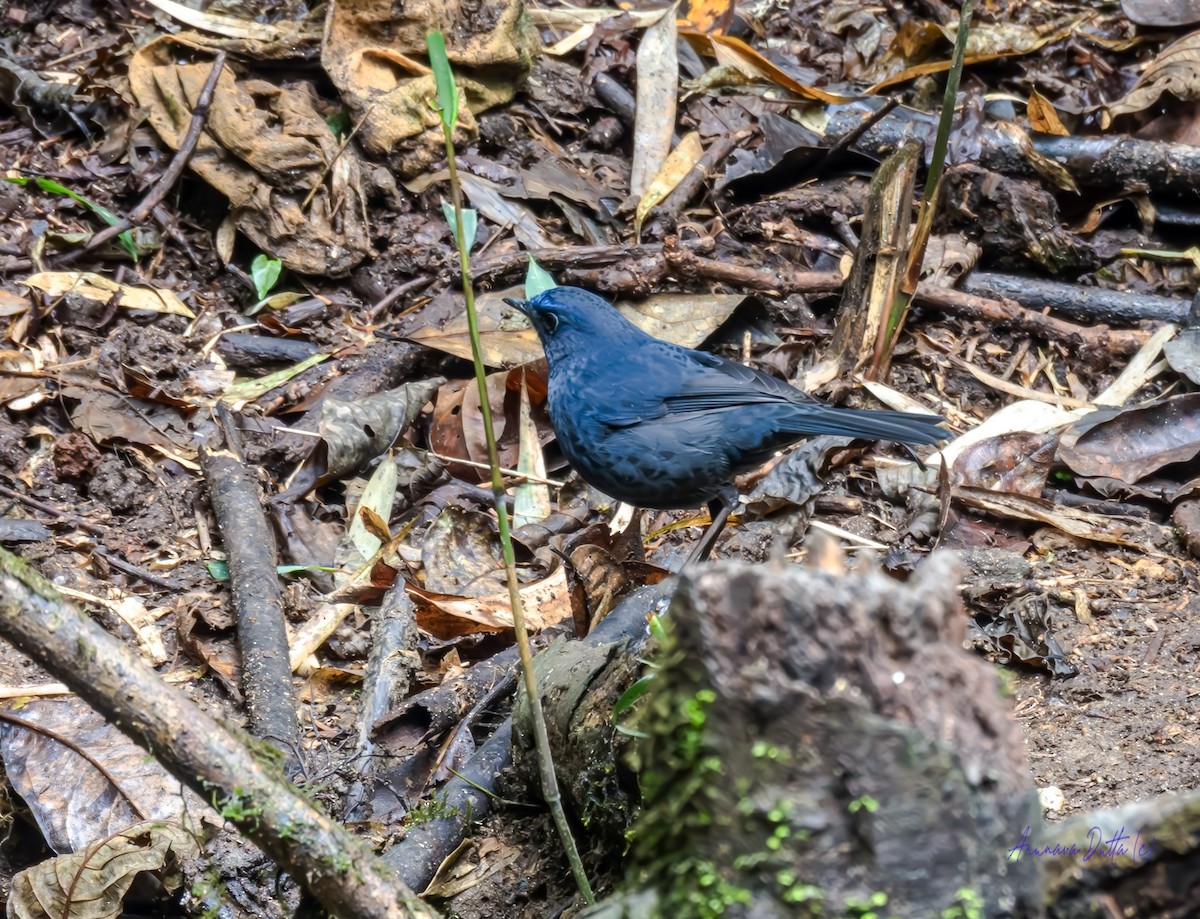 Blue-fronted Robin - ML631355193