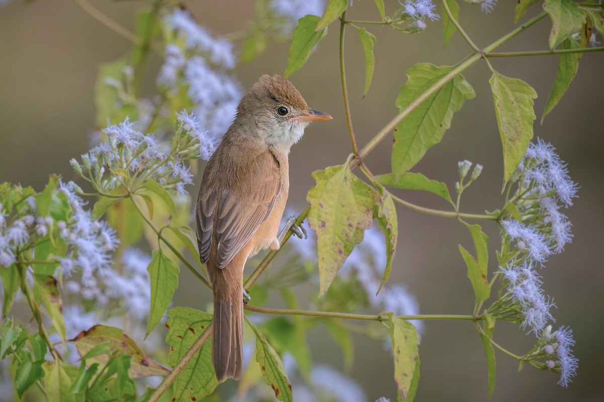 Thick-billed Warbler - ML631355225
