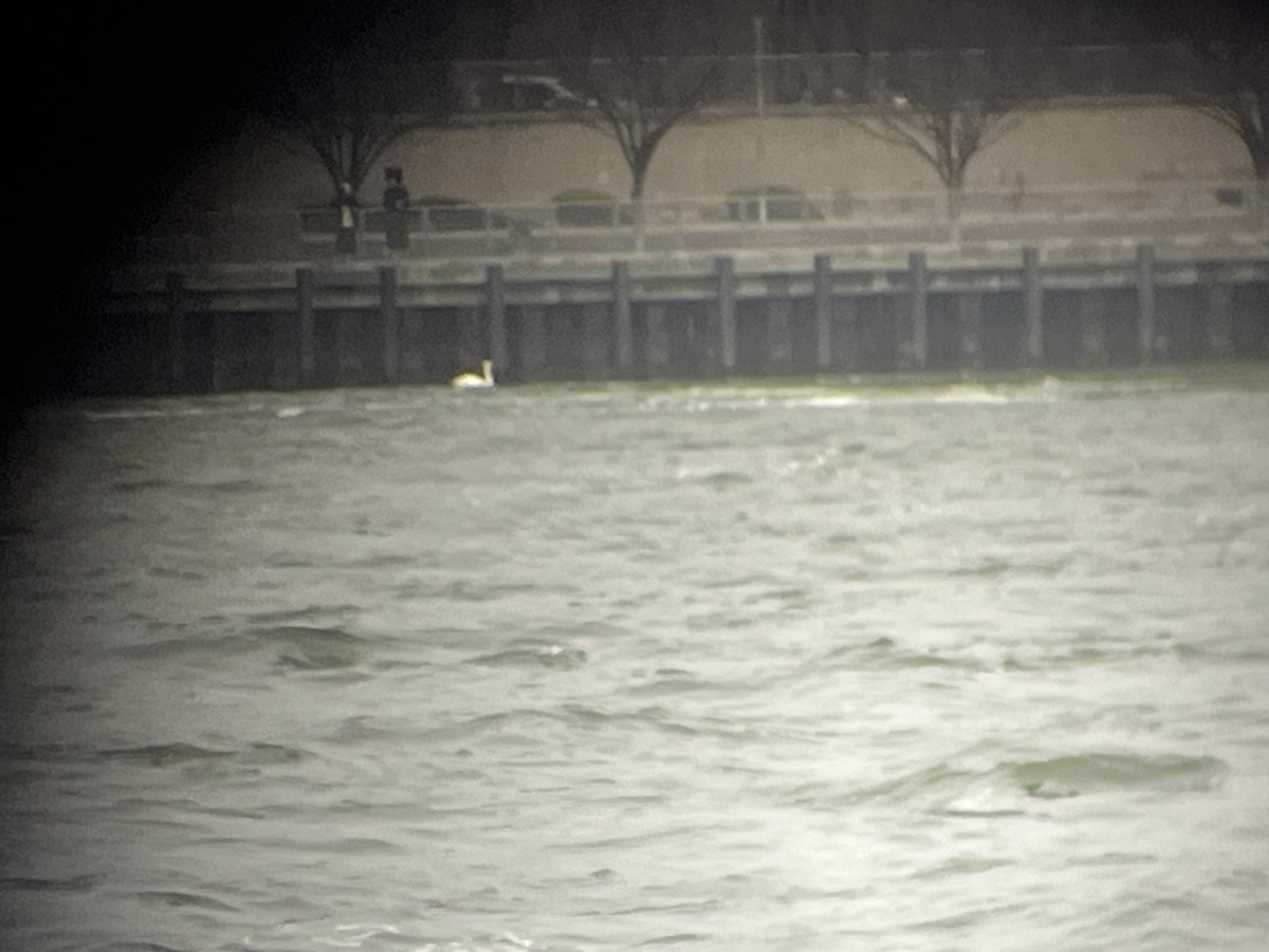 Mute Swan - ML631355245