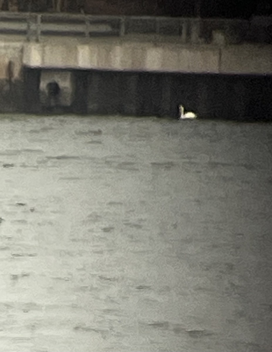 Mute Swan - ML631355256