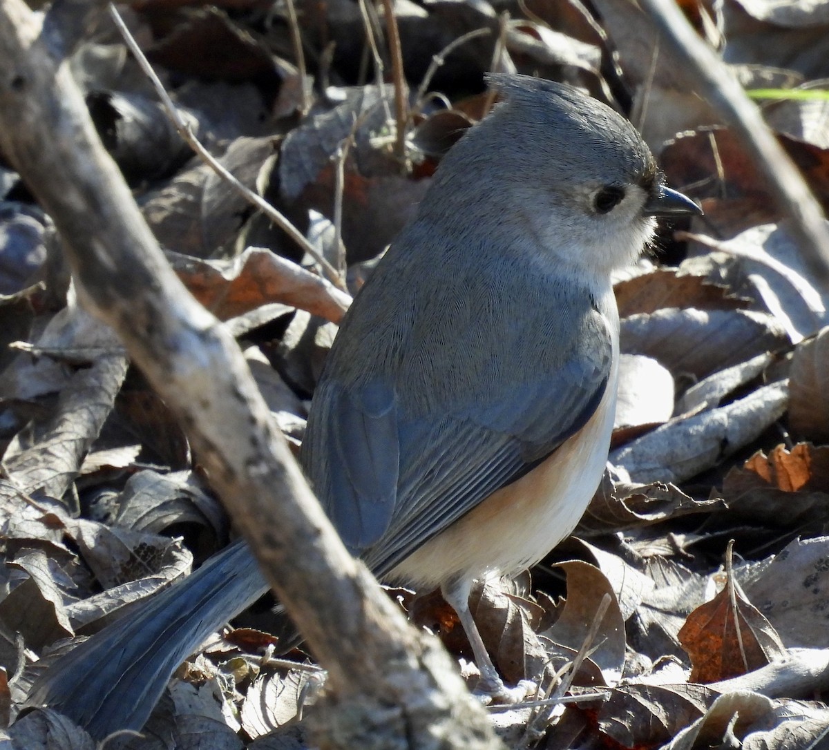 エボシガラ - ML631355367