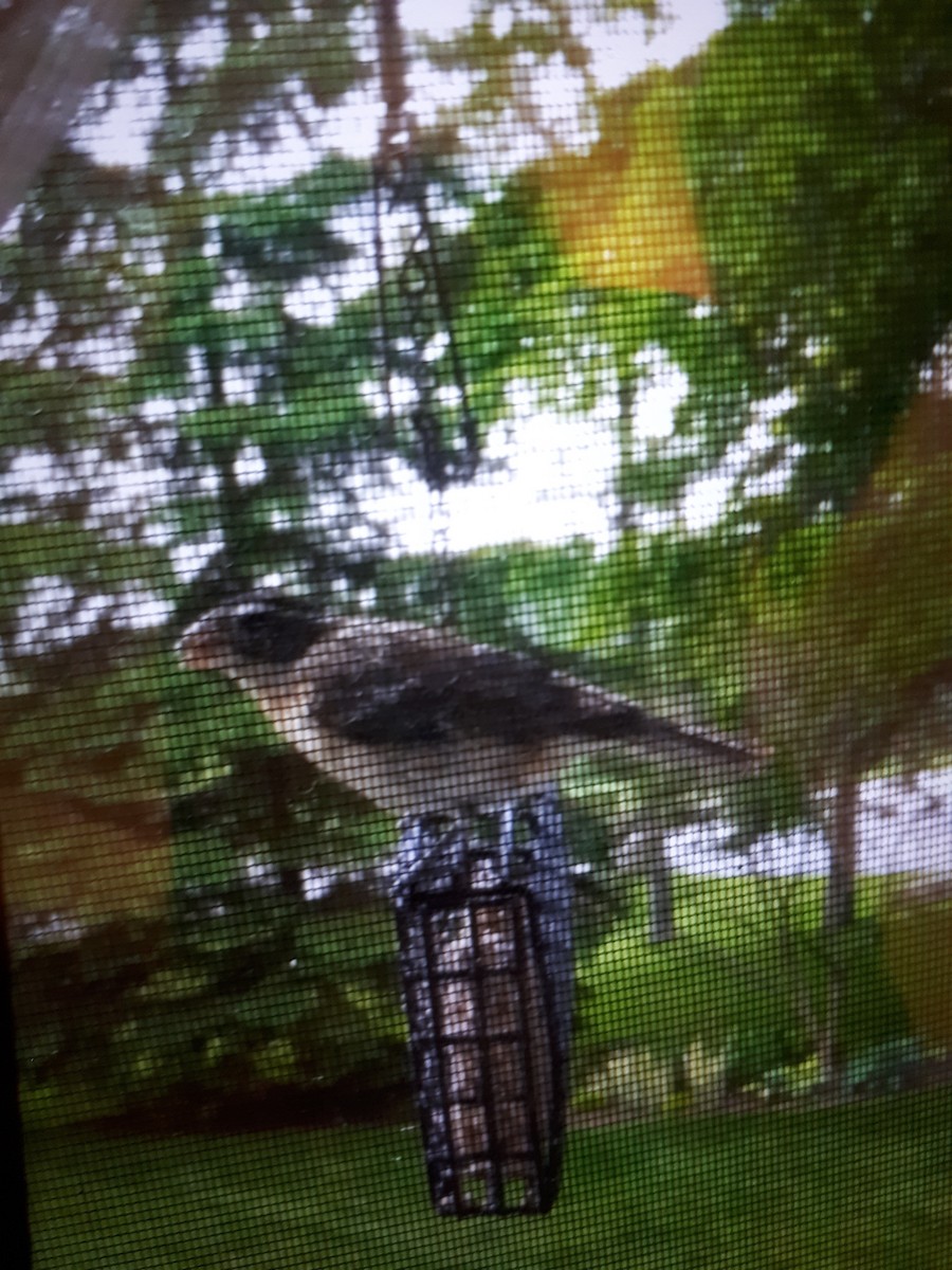Rose-breasted Grosbeak - ML631355381