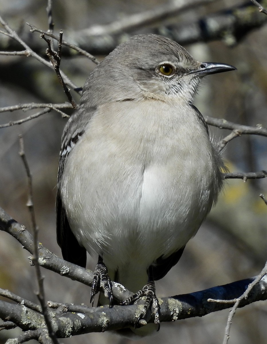 マネシツグミ - ML631355410