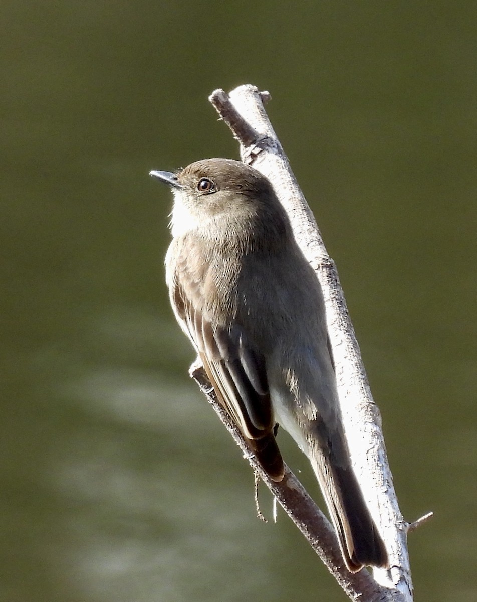 ツキヒメハエトリ - ML631355430