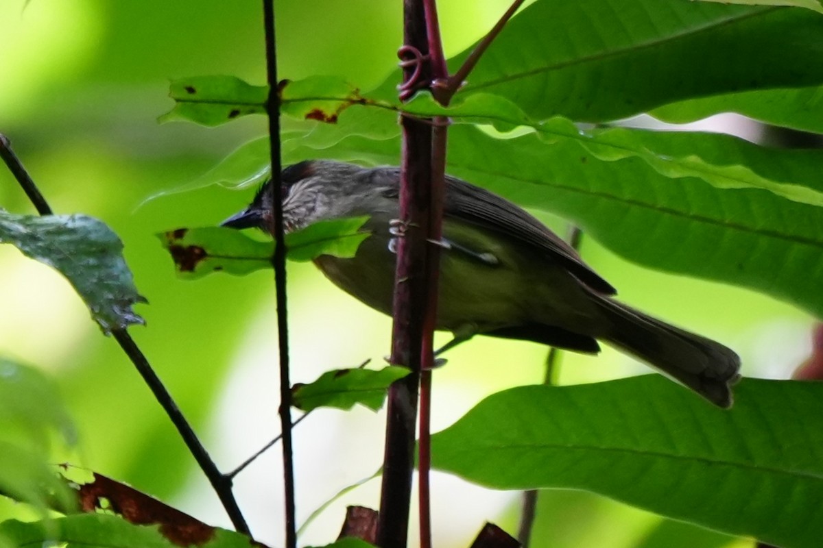 Calabarzon Babbler - ML631355485