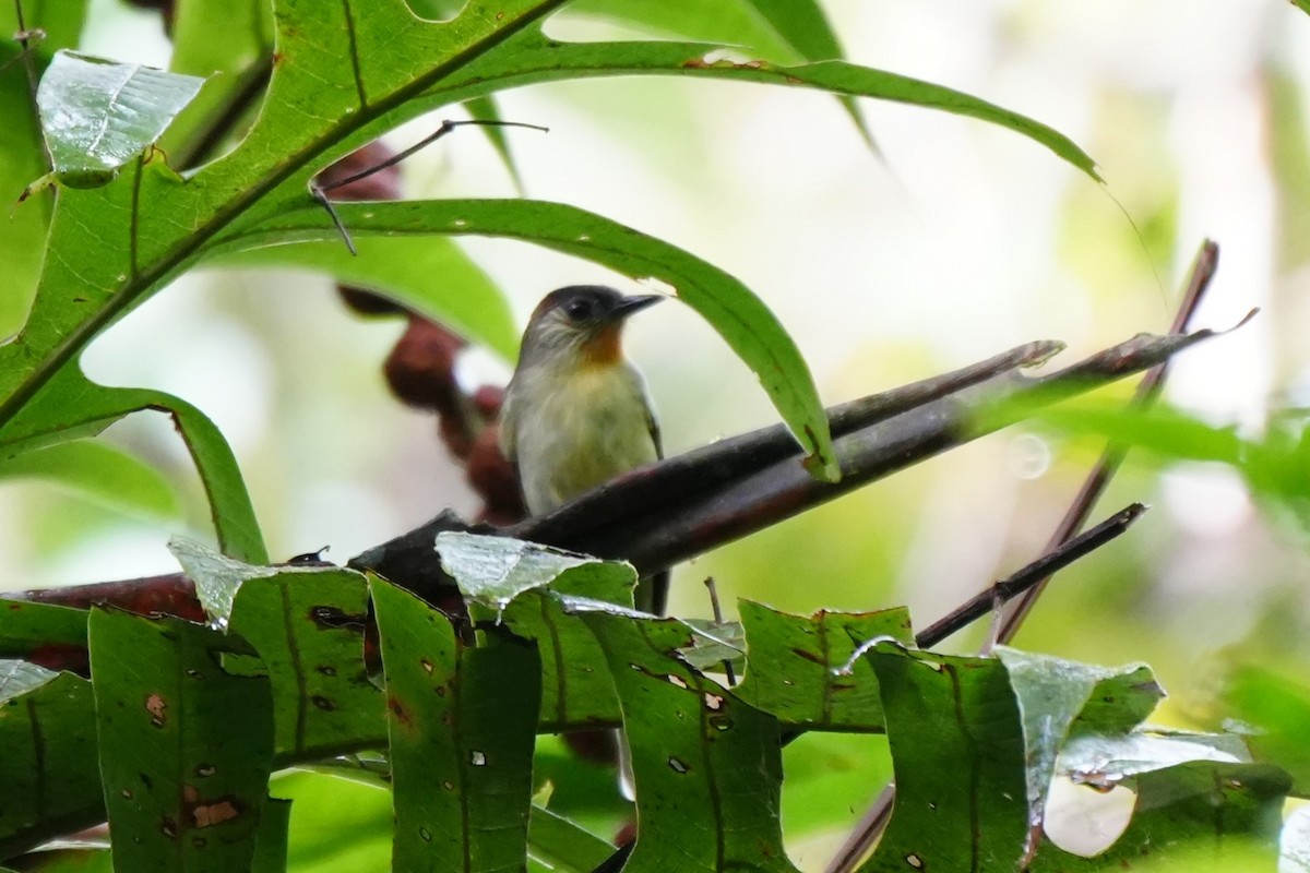 Calabarzon Babbler - ML631355486