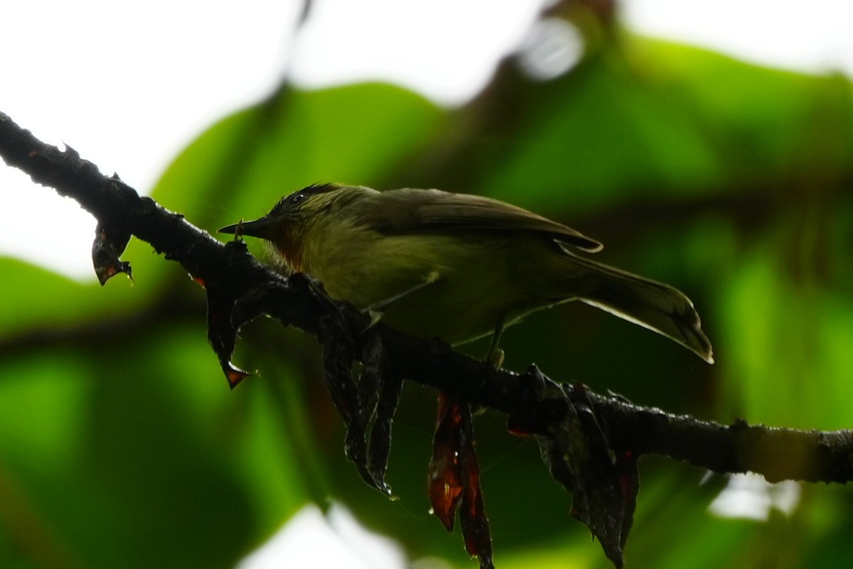 Calabarzon Babbler - ML631355487
