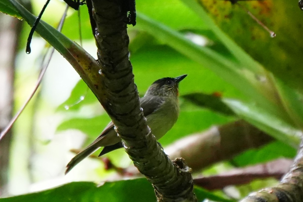 Calabarzon Babbler - ML631355488