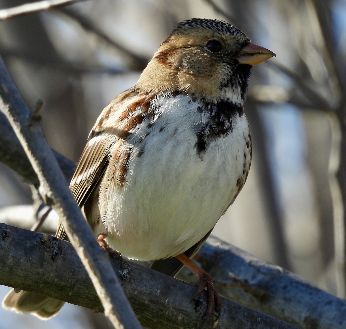 カオグロシトド - ML631355540