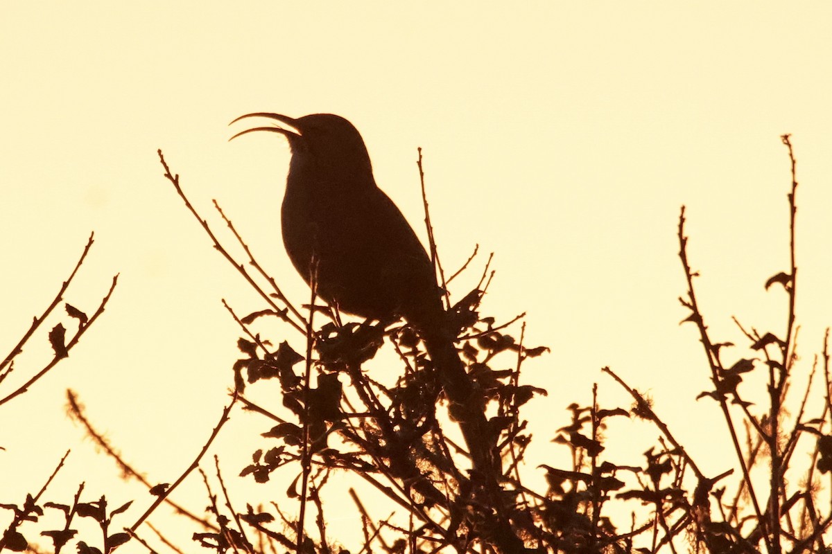 California Thrasher - ML631355778