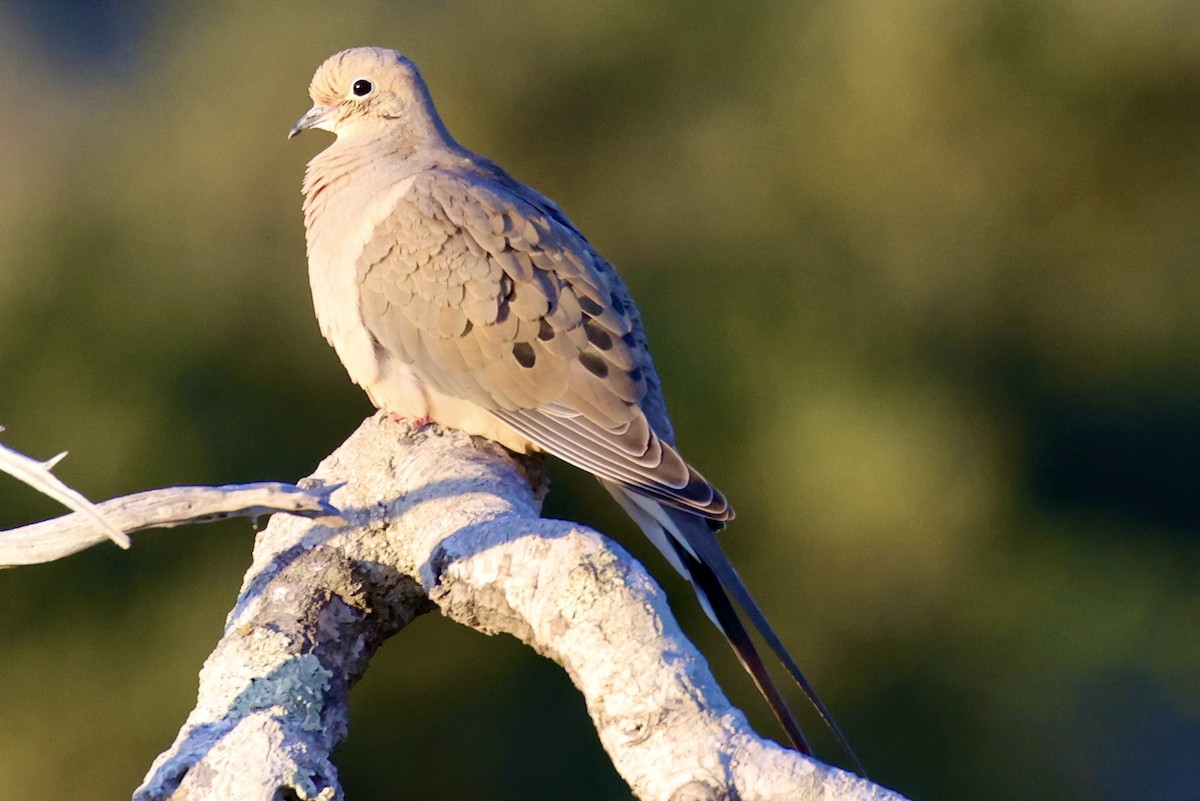Mourning Dove - ML631355793