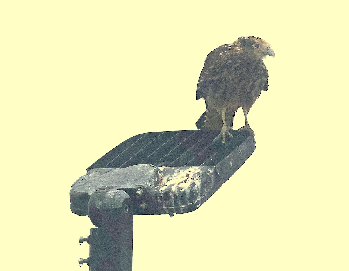 Yellow-headed Caracara - ML631356148